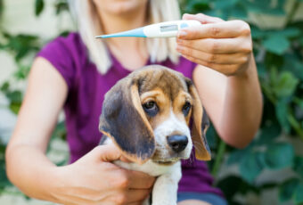 dog and thermometer