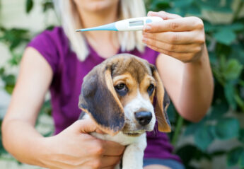 dog and thermometer