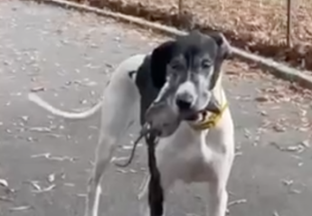 A dog with a rat in its mouth