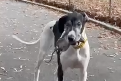 A dog with a rat in its mouth