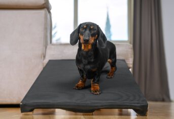 Dachshund standing on table