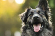 A dog with its tongue out