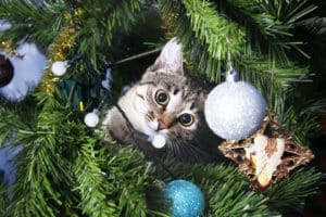 cat in christmas tree