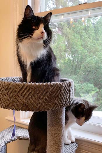 Cats exercising on a cat tower