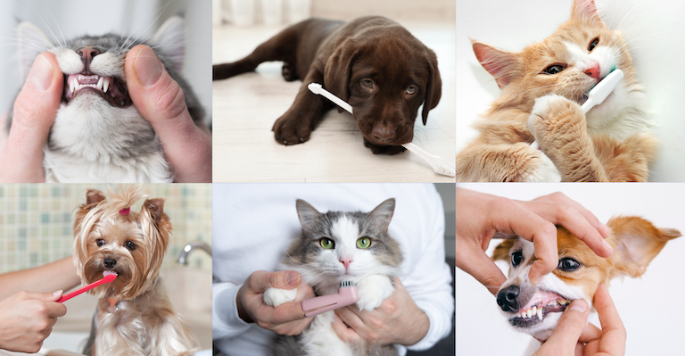 dogs and cats with toothbrushes