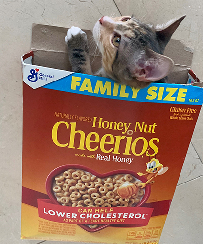 A kitten plays in a cereal box