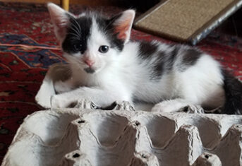 Kitten with an enriching feeding puzzle made from an egg carton