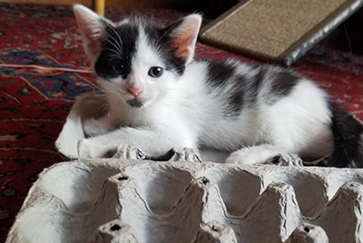 Kitten with an enriching feeding puzzle made from an egg carton