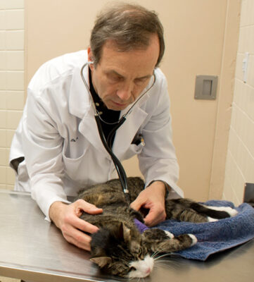 Veterinarian listens to a cat's heartbeat