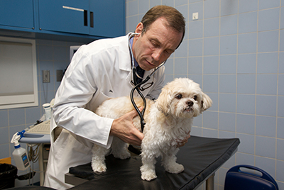 Veterinarian listens to dog's heartbeat