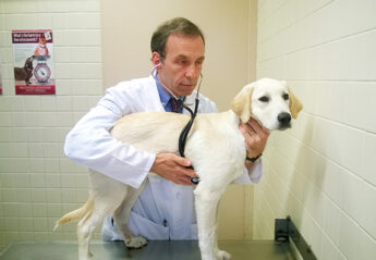 Veterinarian listens to a puppy's heartbeat