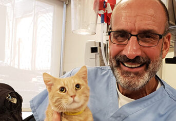 Veterinarian with orange cat