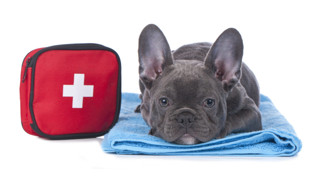 French bulldog laying down with first aid kit