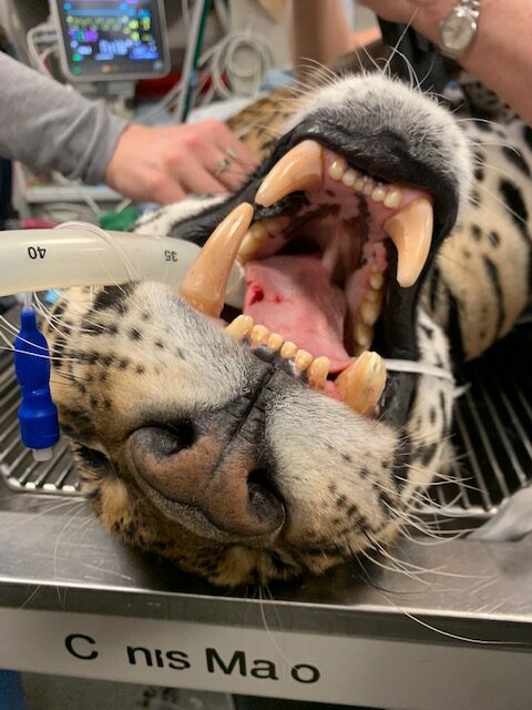 A close up of a jaguar's teeth