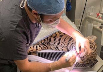 A jaguar receiving a root canal