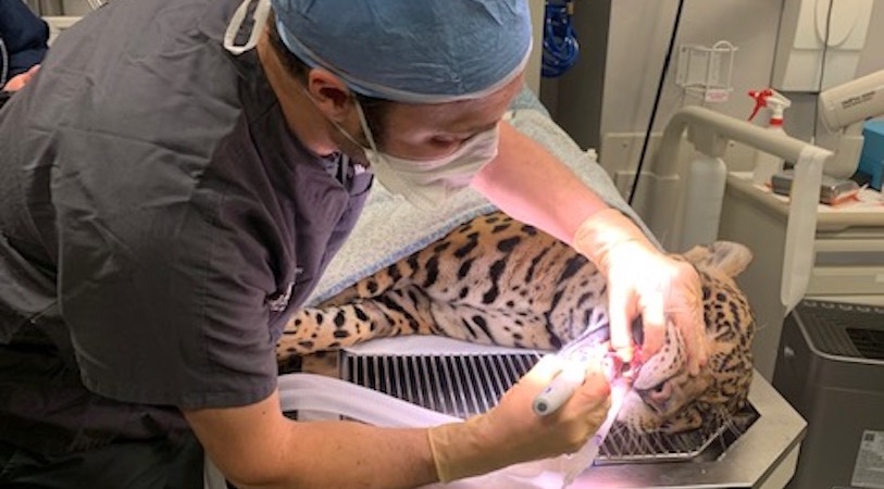A jaguar receiving a root canal