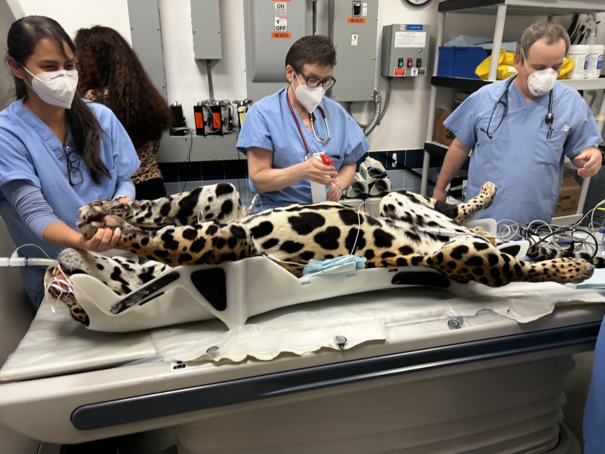 A jaguar undergoing diagnostic imaging