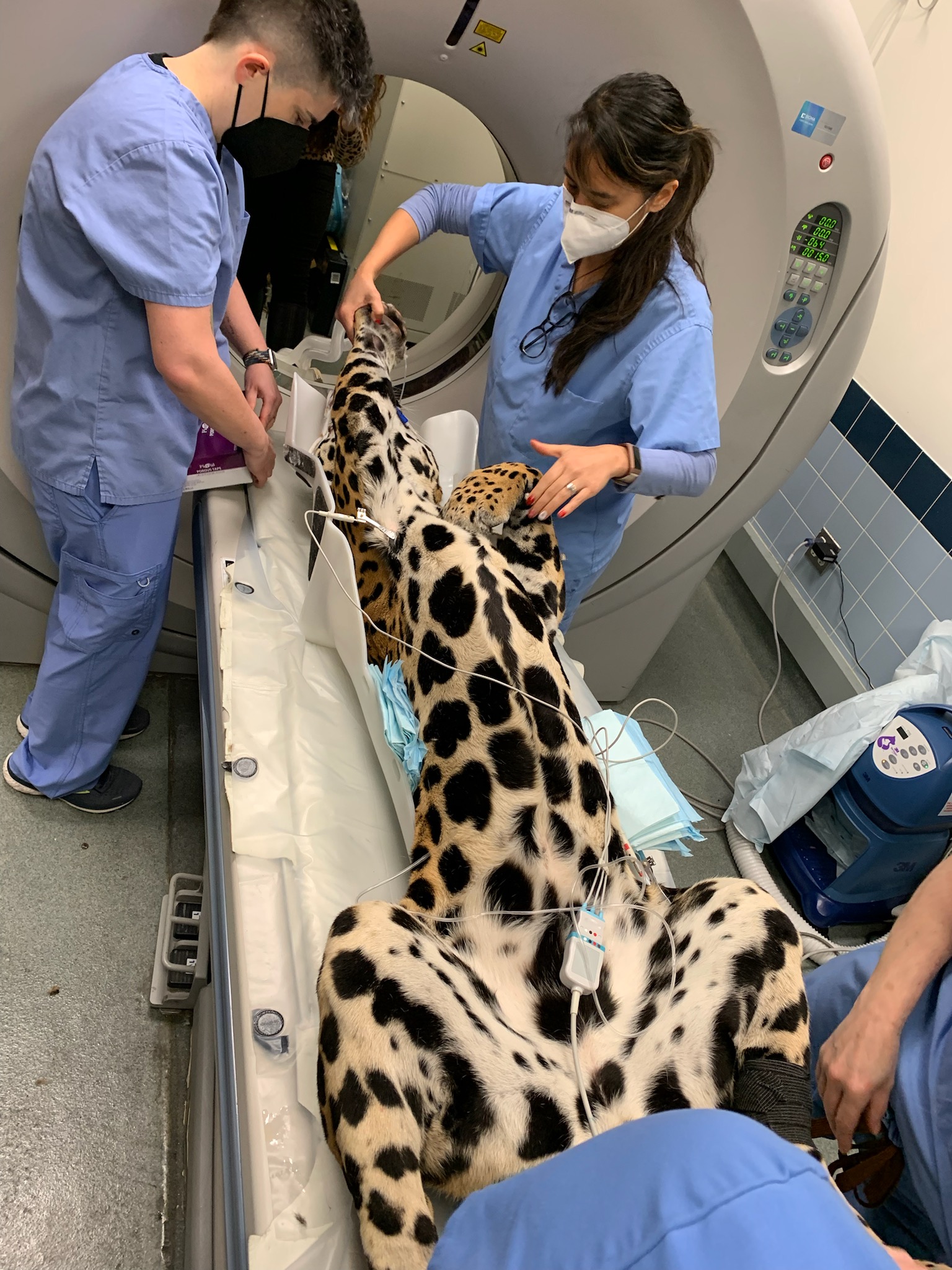 A jaguar undergoing diagnostic imaging