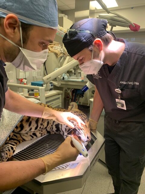 Veterinarians performing a root canal on a jaguar