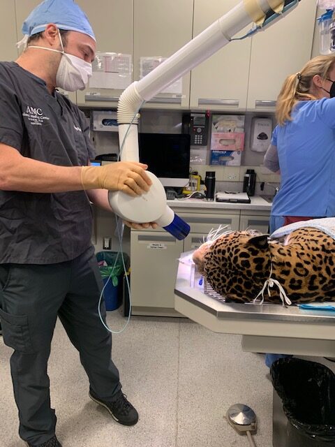 A veterinarian taking an x-ray of a jaguar