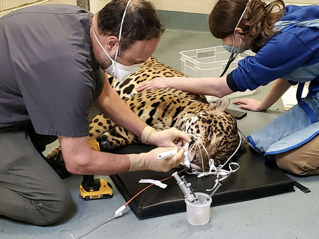 Rico the jaguar has his root canal completed