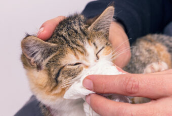 Person holding a tissue to a kitten's nose