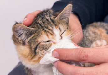 Person holding a tissue to a kitten's nose