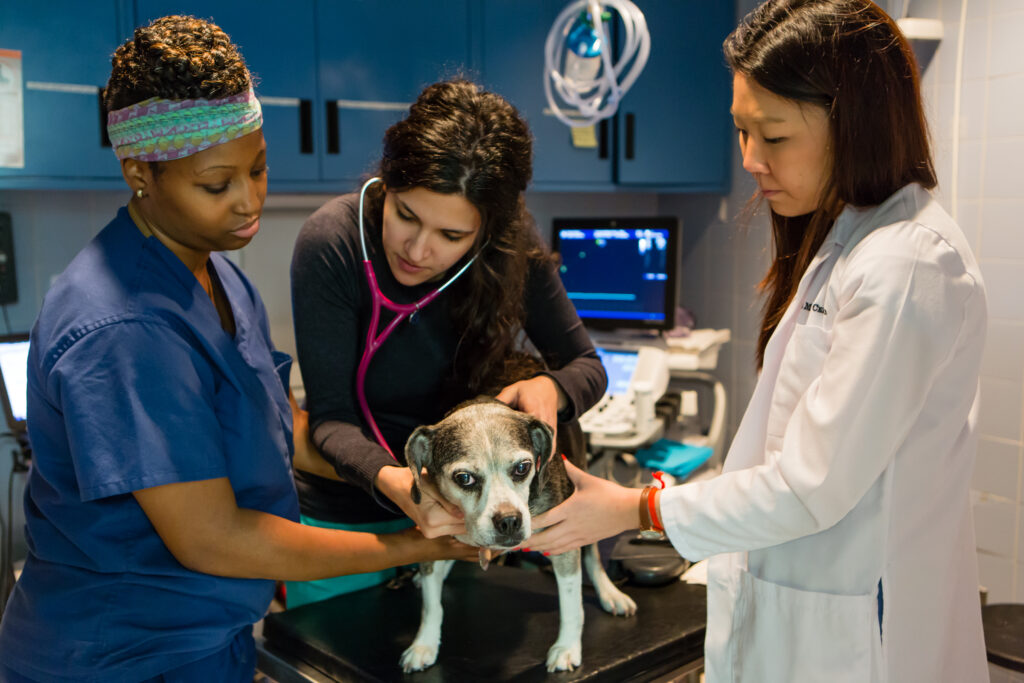 A team of veterinary professionals