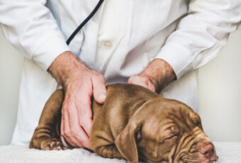 young puppy at veterinarian