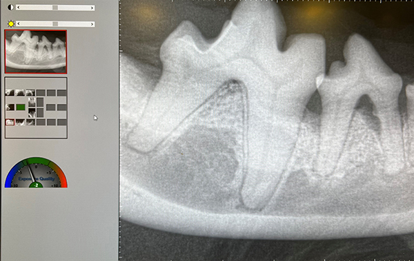 Pet dental x-ray
