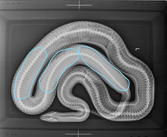 Snake with eggs x-ray