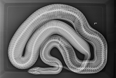 Snake with eggs x-ray