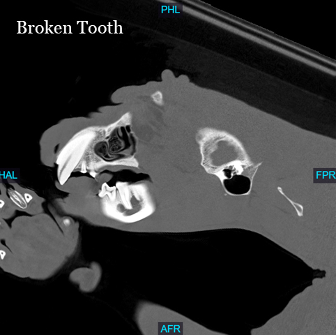 CT image of Rico the jaguar's broken tooth