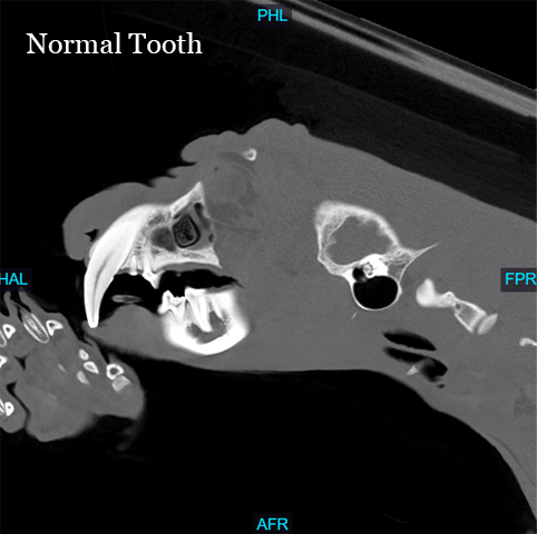 CT image of Jaguar's normal tooth