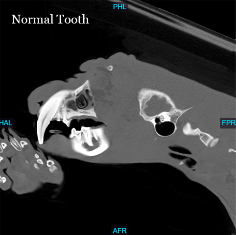 CT image of Jaguar's normal tooth