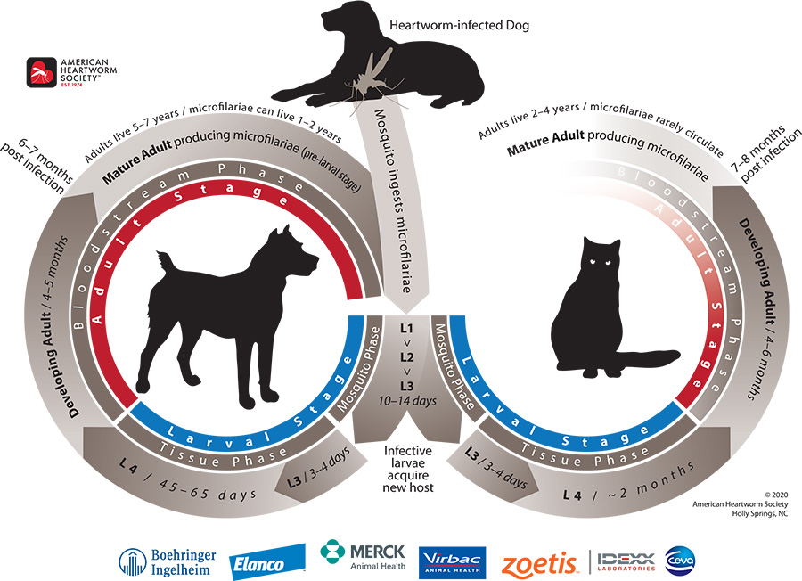 Heartworm lifecycle