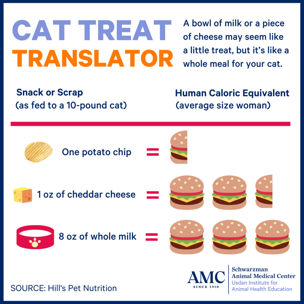 Cat treat translator