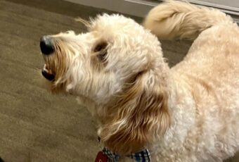 Goldendoodle with floppy ears