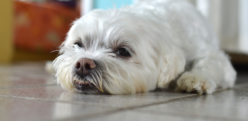 Maltese lying down on the floor