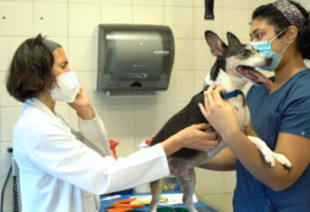 A veterinary team with a dog