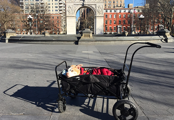 Dog sitting in a wagon