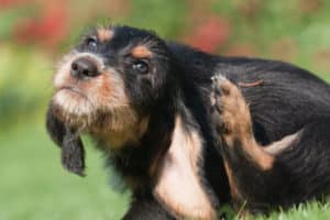 shaggy dog scratching ear