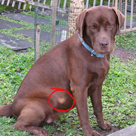A dog with a lipoma