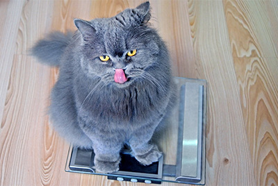 grey cat sits on scales and licks mouth