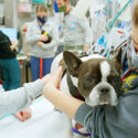 veterinarians examine a dog