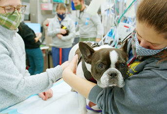 veterinarians examine a dog
