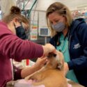 A team of veterinary professionals treat a dog