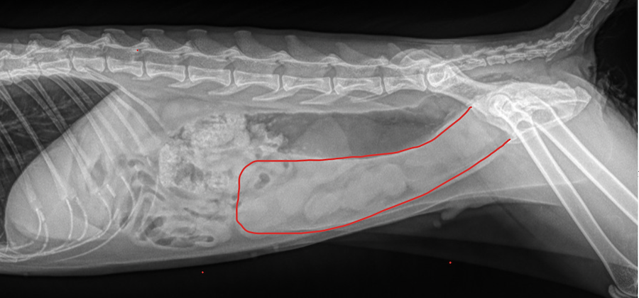 Pyometra - The Animal Medical Center Pyometra - The Animal Medical Center