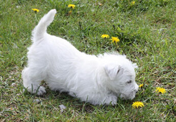 white puppy sniff a dandelion