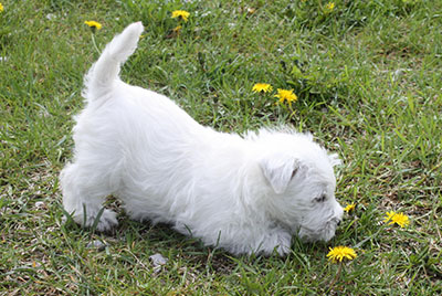 white puppy sniff a dandelion